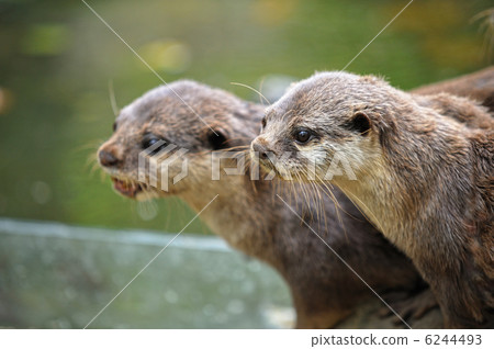 Small-clawed otter 6244493