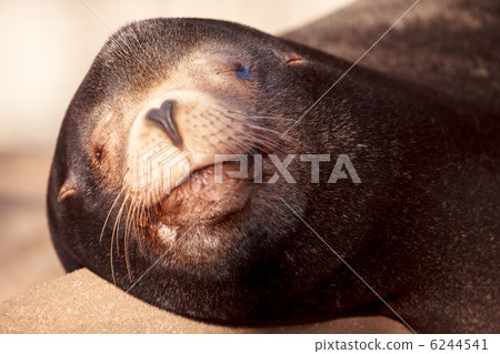 海獅 海獅 6244541