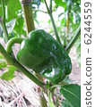 green pepper  6244559