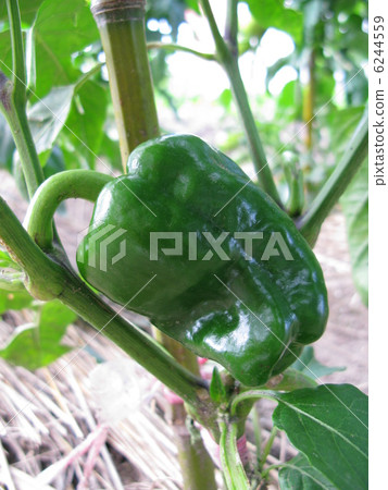 green pepper  6244559