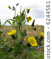  Dandelion 6244561