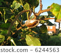 Mantis eggs 6244563