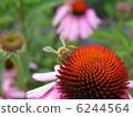 Echinacea and a bee 6244564