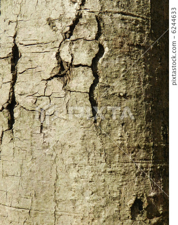 Alder tree (Kanon tree) Alder tree (Kanon tree) 6244633