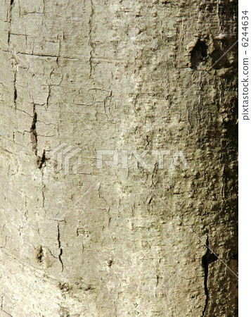 Alder tree (Kanon tree) Alder tree (Kanon tree) 6244634