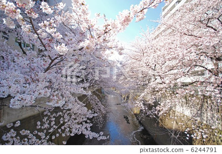 神田河的櫻花 6244791