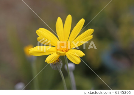 朱利葉斯黛西 6245205