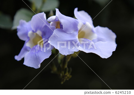 孟加拉Jahazzura 孟加拉Jahazzura 6245210