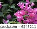 三角梅 6245211