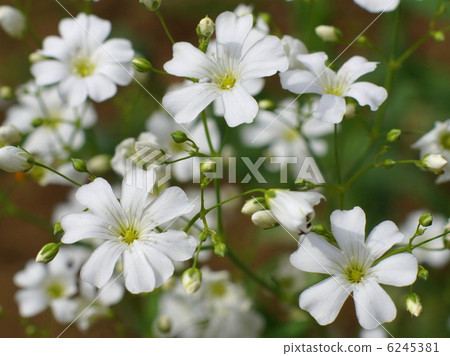 蚊子（單人） 6245381