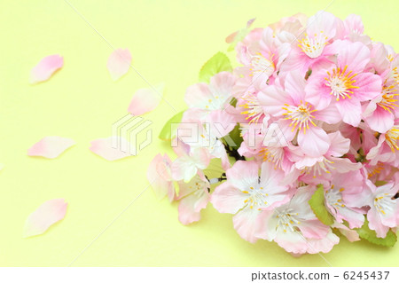櫻花 6245437