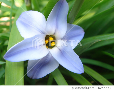 Hananilla（一輪） 6245452