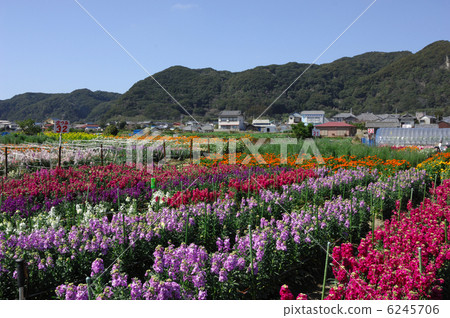 Chikura花園 6245706