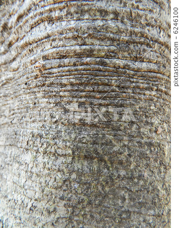 Aojeda (blue skin) Aojeda (blue skin) 6246100