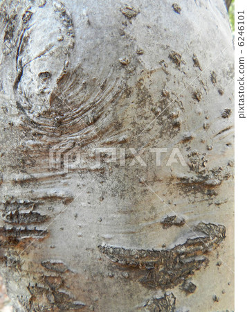 Aojeda (blue skin) 6246101