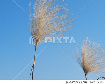 Miscanthus Miscanthus 6246546