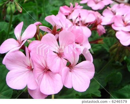Geranium (pink: single) Geranium (pink: single) 6246579