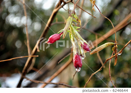Crane gentian fruit Crane gentian fruit 6246644