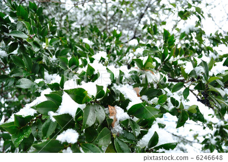 Hisakaki穿著雪 Hisakaki穿著雪 6246648