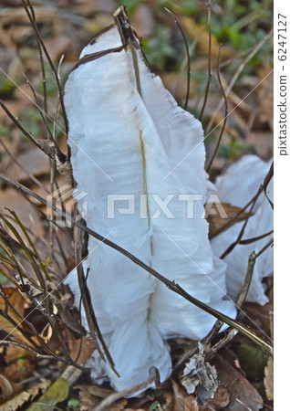 Winter weirdness "Simobasyla" (Fukaya city, Saitama Prefecture) 6247127