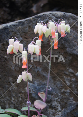 Lantern garden flower Ceylon biscuit grass Lantern garden flower Ceylon biscuit grass 6247654