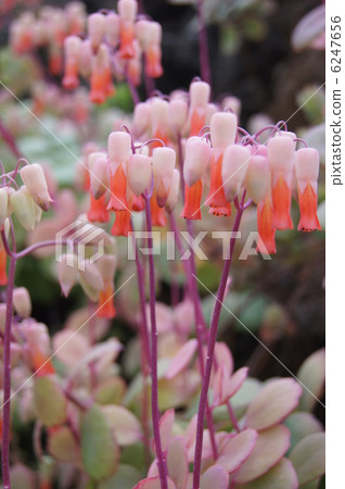 Ceylon Bekaisesou Lantern Garden (Vertical) 6247656