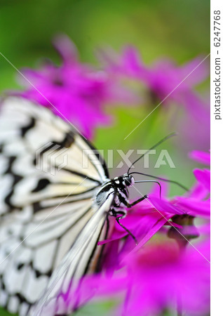 蝴蝶的天堂 6247768