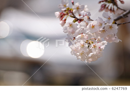 櫻桃樹 櫻桃樹 6247769