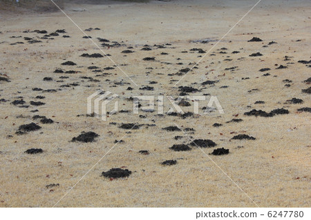 Mongola's Huntsuka Mongola's Huntsuka 6247780