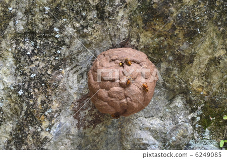  honeycomb 6249085