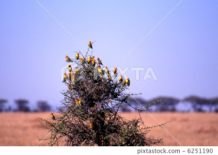 Ruri Koshi Button Inko 6251190