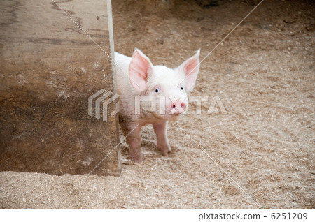 Piglet 6251209