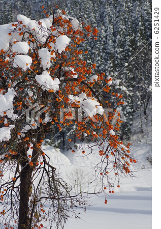 Snow and Persimmon 6251429