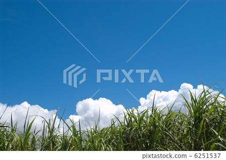 甘蔗領域和藍天 6251537