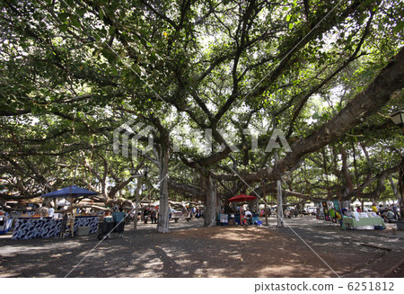 夏威夷最大的榕樹 6251812