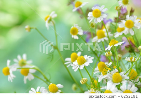 黃春菊 黃春菊 6252191