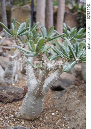多汁植物Rosslatum 6252208