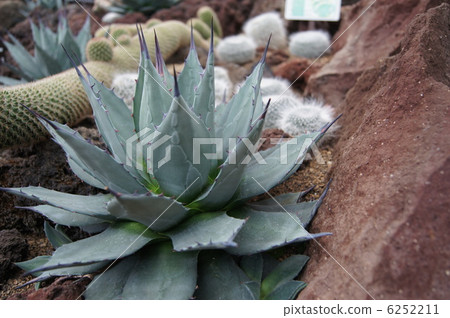 Kichijoten Succulent 6252211
