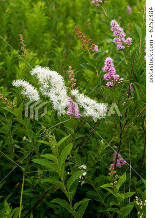 Hozakimotsuke and Onishimotsuke 6252384