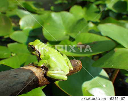 Frog and water lily 6252467