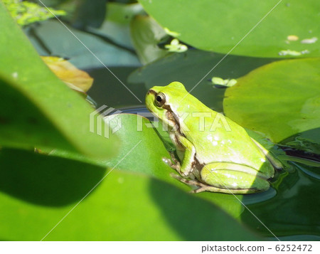 青蛙和睡蓮 青蛙和睡蓮 6252472