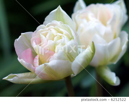 Tulip: Angelique Tulip: Angelique 6252522