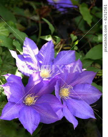 Clematis (H.F. Young) 6252561
