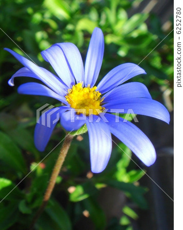 藍色雛菊 6252780