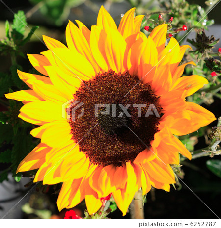 Sunflower lit by the sun Sunflower lit by the sun 6252787