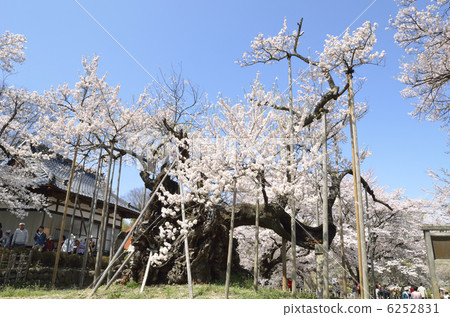 Sayaka Yamakuchi Sayaka Yamakuchi 6252831