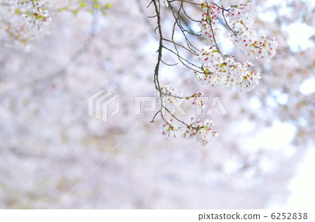 Sayaka Yamakuchi 6252838