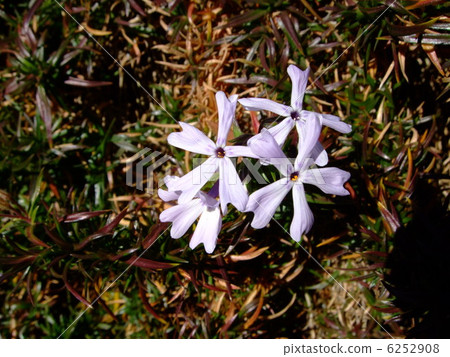 Shibazakura flower plant 6252908