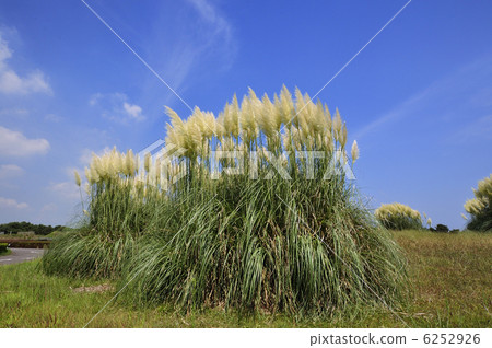 Panoasgrass 6252926
