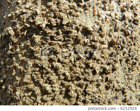 Skin of Shirakashi (White Oak) Skin of Shirakashi (White Oak) 6252928
